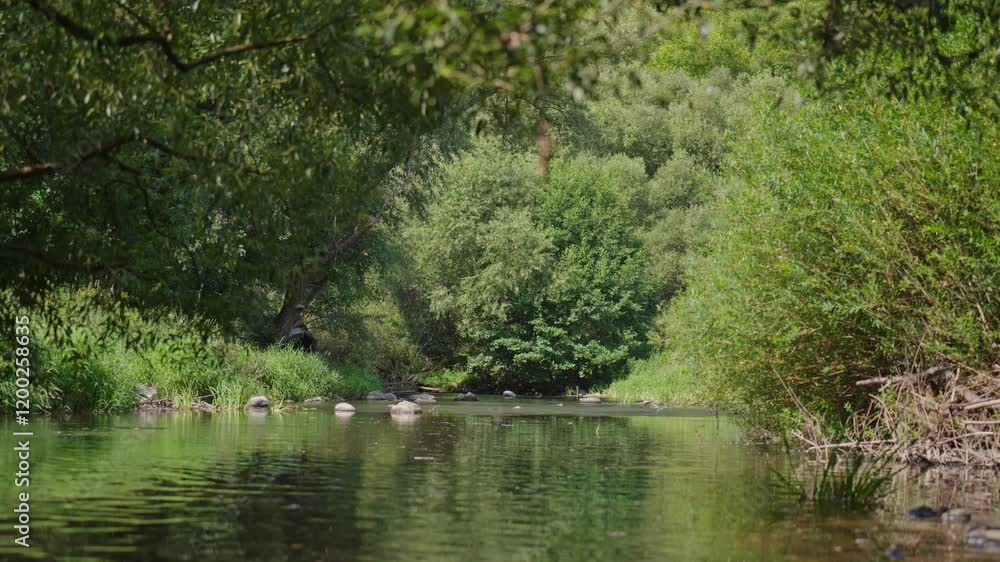 A river with trees on either side. The water is calm and clear. The trees are green and lush A river with trees on either side. The water is calm and clear. The trees are green and lush