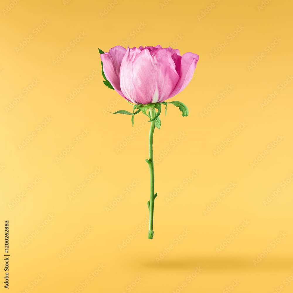 Beautiful Pink Suffruticosa Tree Peony falling in the air isolated on yellow background. High resolution, zero gravity or levitation concept. Beautiful Pink Suffruticosa Tree Peony falling in the air isolated on yellow background. High resolution, zero gravity or levitation concept.