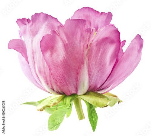 Beautiful Pink Suffruticosa Tree Peony falling in the air isolated on white background. High resolution, zero gravity or levitation concept. photo