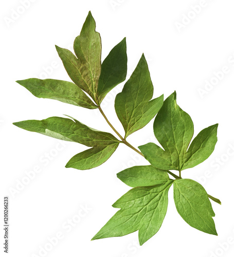 Fototapeta Naklejka Na Ścianę i Meble -  Beautiful leaves of Tree Peony falling in the air isolated on white background. High resolution, zero gravity or levitation concept.