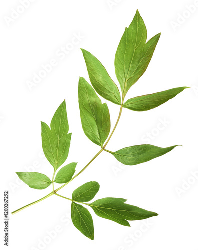 Beautiful leaves of Tree Peony falling in the air isolated on white background. High resolution, zero gravity or levitation concept. photo