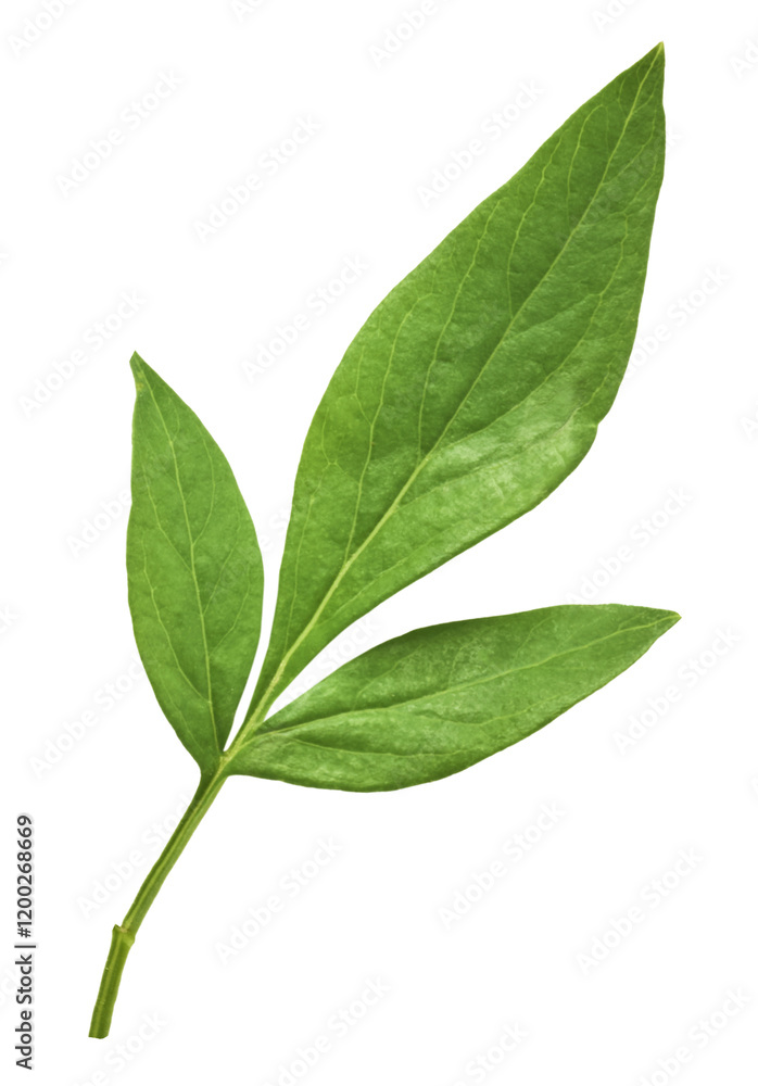 Beautiful leaves of Tree Peony falling in the air isolated on white background. High resolution, zero gravity or levitation concept.