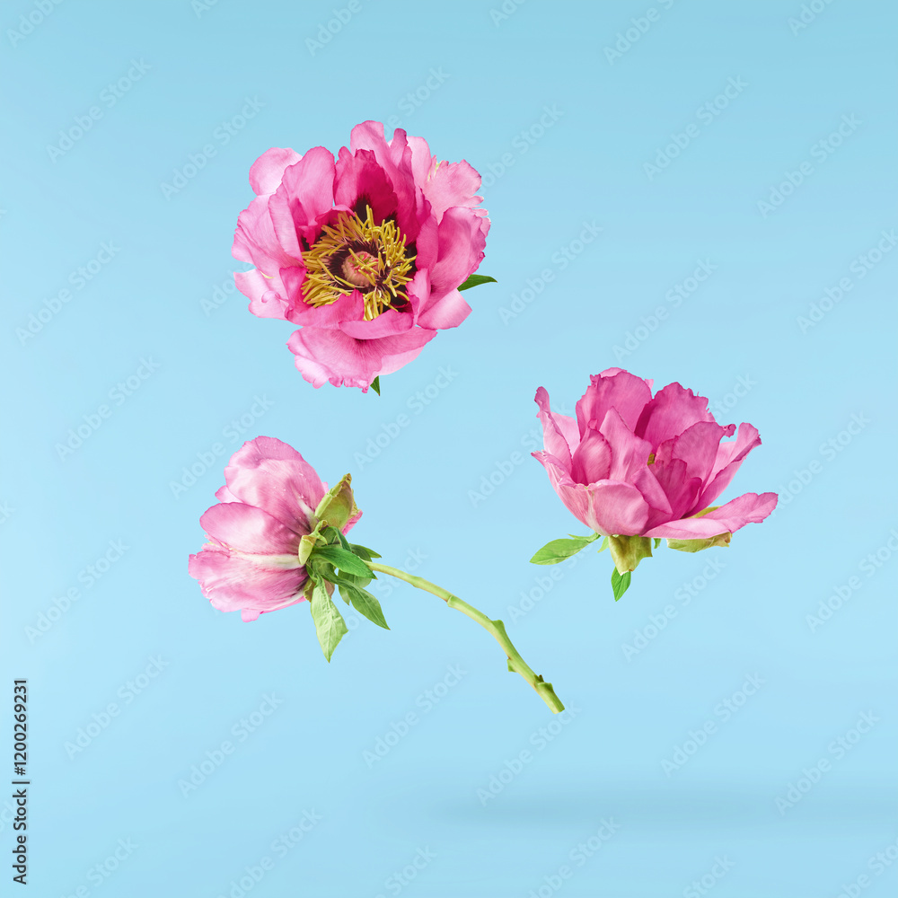Beautiful Pink Suffruticosa Tree Peony falling in the air isolated on blue background. High resolution, zero gravity or levitation concept. Beautiful Pink Suffruticosa Tree Peony falling in the air isolated on blue background. High resolution, zero gravity or levitation concept.