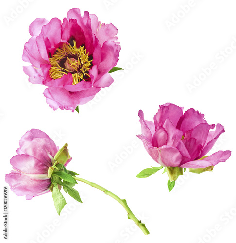 Beautiful Pink Suffruticosa Tree Peony falling in the air isolated on white background. High resolution, zero gravity or levitation concept. photo