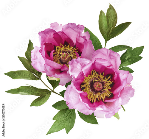 Fototapeta Naklejka Na Ścianę i Meble -  Beautiful Pink Suffruticosa Tree Peony falling in the air isolated on white background. High resolution, zero gravity or levitation concept.