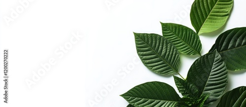 Vibrant Green Mitragynine Speciosa Leaves on White Background photo