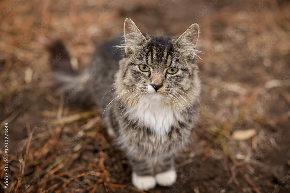 Obraz premium Portrait of a cute tabby farm cat