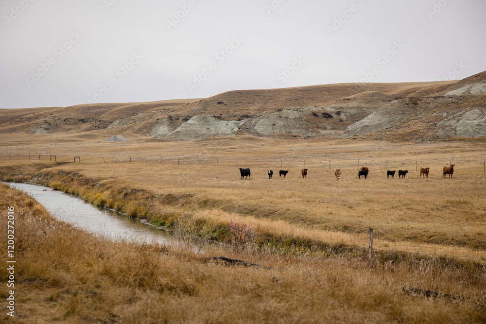 Naklejka premium Herd of cattle on a yellow winter field