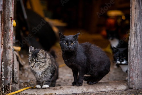 Farm cats sitting in a barn
