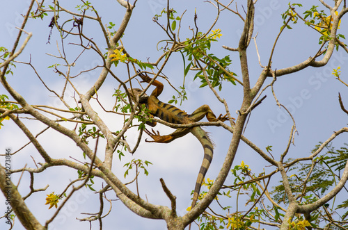 iguana on a branch