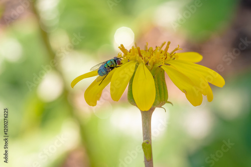 A metallic blue fly on a daisy flower with yellow petals. photo