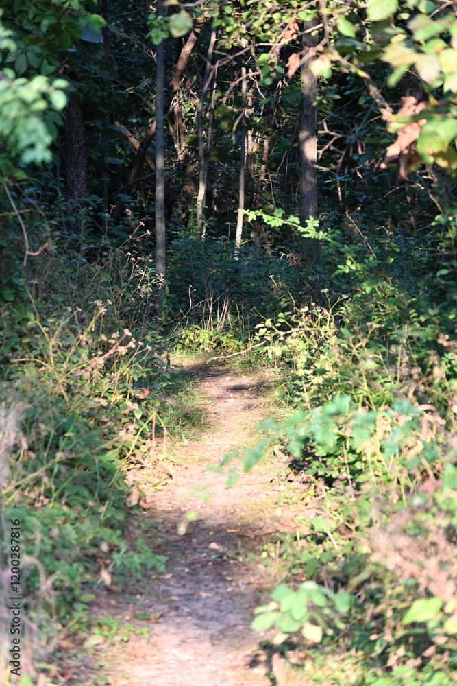 Fototapeta premium Sunlight on Forest Trail