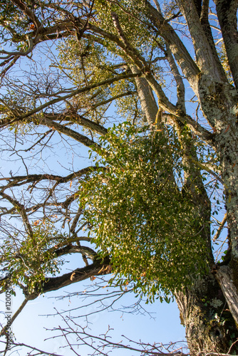 L’Arbre et le Gui , Entre Parasite et Symbiose Poétique photo