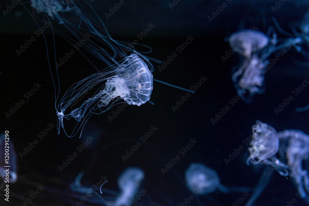 Φωτογραφία Group of Sanderia Malayensis, Amakusa Jellyfish swimming in aquarium pool with blue neon light