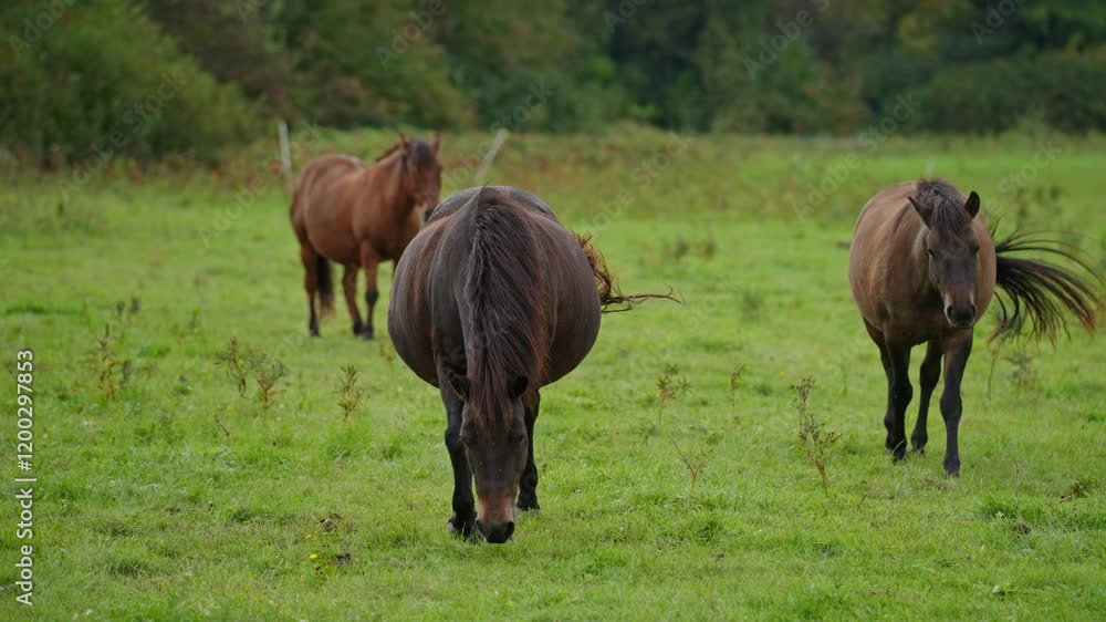 Three horses are grazing in a field. One of the horses is brown and the other two are black Three horses are grazing in a field. One of the horses is brown and the other two are black