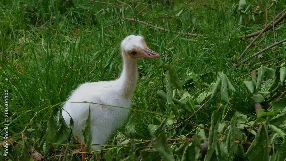 Albino greater rhea chicks, its scientific name Albino greater rhea chicks, its scientific name
