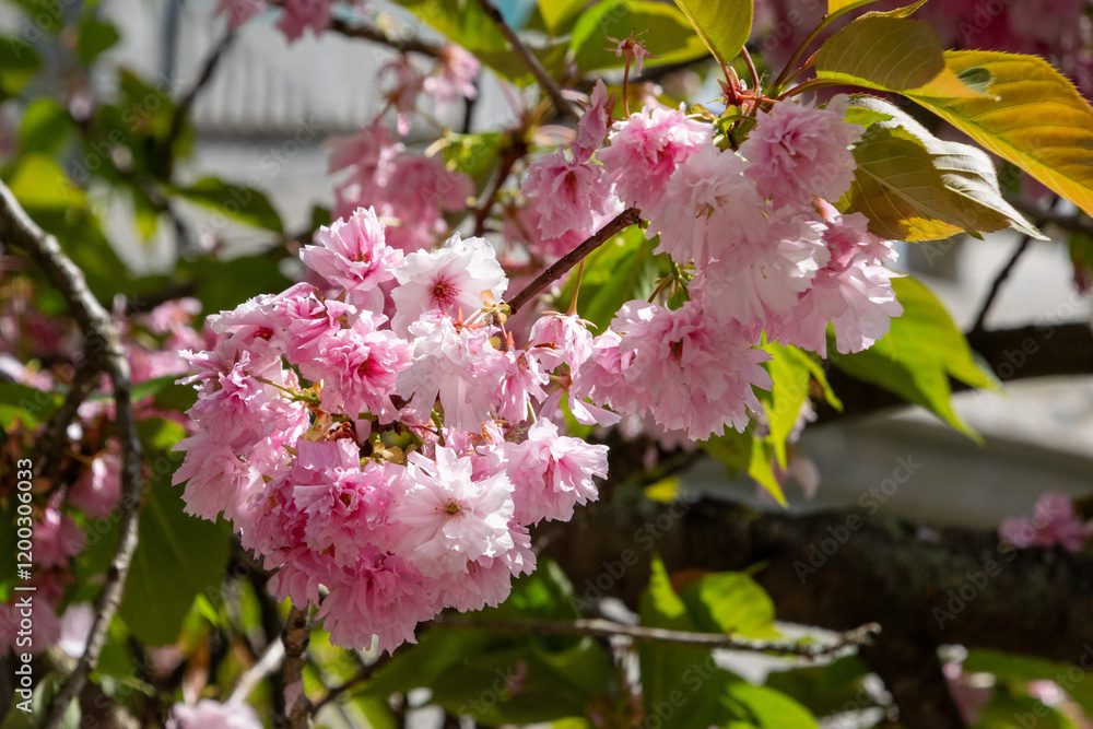 Obraz premium Pink cherry blossom branches
