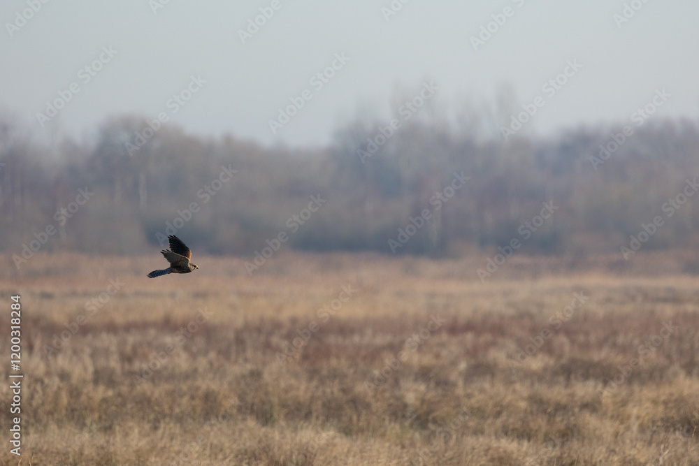 Kestrel (Falco tinnunculus), flying high over a reedbed habitat, in the sunshine. Yorkshire, UK in Winter Kestrel (Falco tinnunculus), flying high over a reedbed habitat, in the sunshine. Yorkshire, UK in Winter