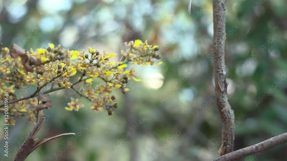 Delicate Orchid Bloom: This video showcases the intricate beauty of a small orchid flower in full bloom. The soft focus and gentle breeze create a serene and calming atmosphere. Delicate Orchid Bloom: This video showcases the intricate beauty of a small orchid flower in full bloom. The soft focus and gentle breeze create a serene and calming atmosphere.