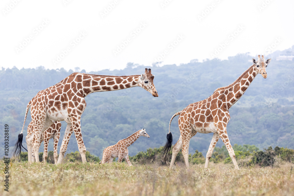 Obraz premium Netzgiraffen