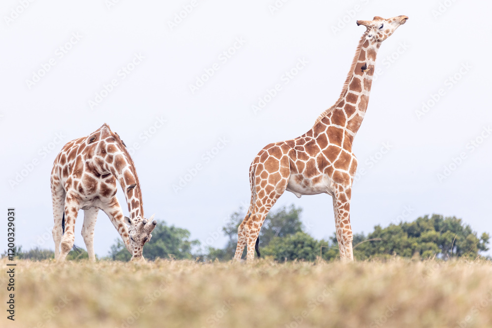 Netzgiraffen Netzgiraffen