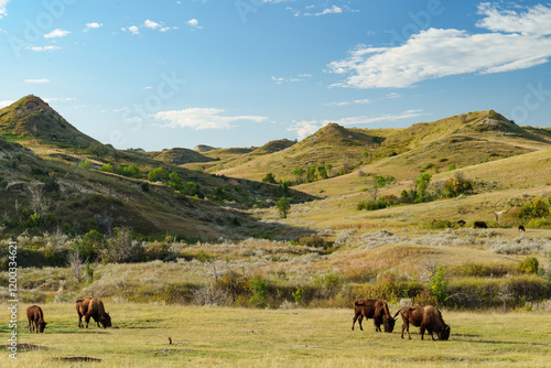 Foto Bison in Teddy Roosevelt National Park