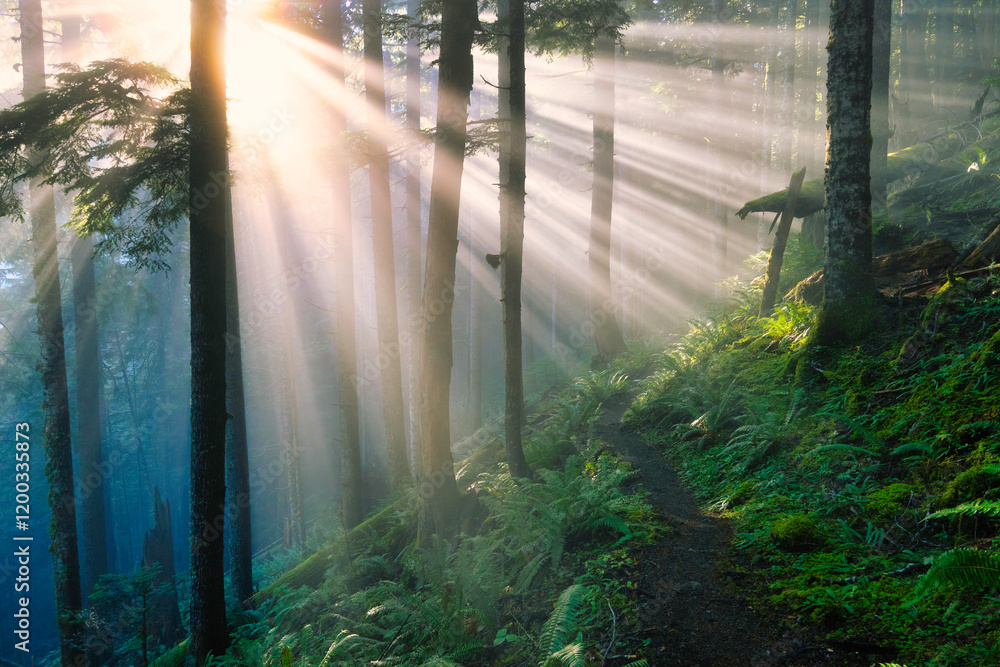 Fototapeta premium Sunbeams in Forest