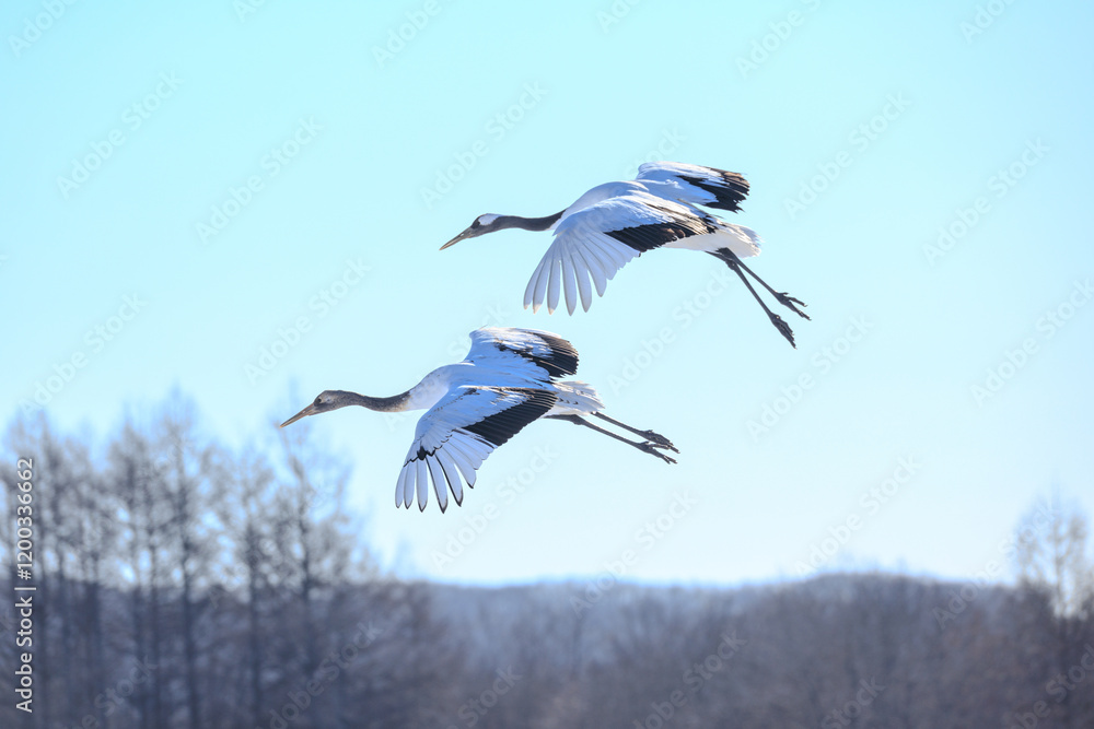 Obraz premium 飛んでいる鶴