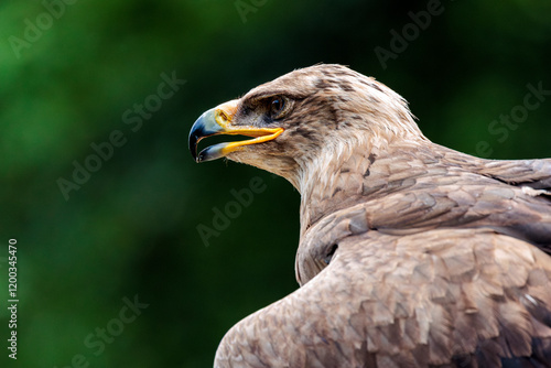 Adler
