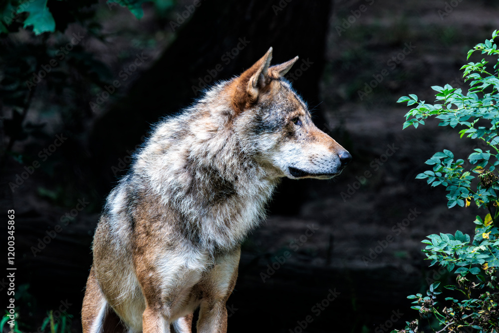 Fototapeta premium Wolf Seitenportrait