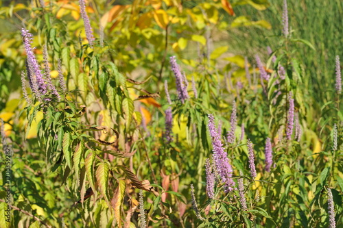 Purple pink flowers and plants in the garden
