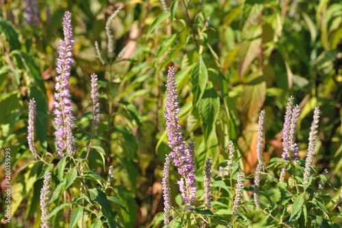 Purple pink flowers and plants in the garden