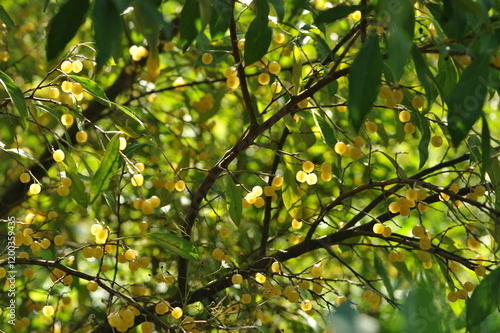 Yellow olive berries on a bush