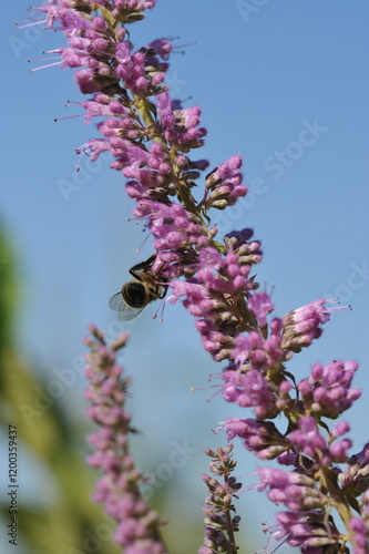 Purple pink flowers and plants in the garden