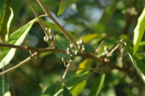 Interesting plants in the garden