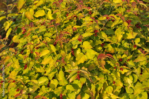 Interesting plants in the garden