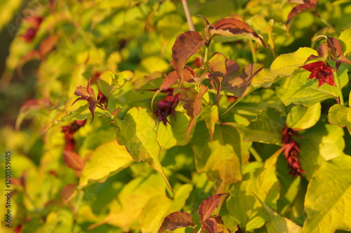 Interesting plants in the garden