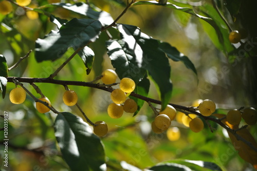 Yellow olive berries on a bush