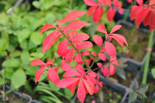 Interesting plants in the garden