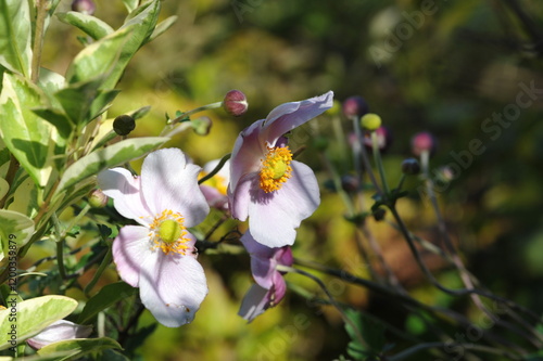 Purple pink flowers and plants in the garden