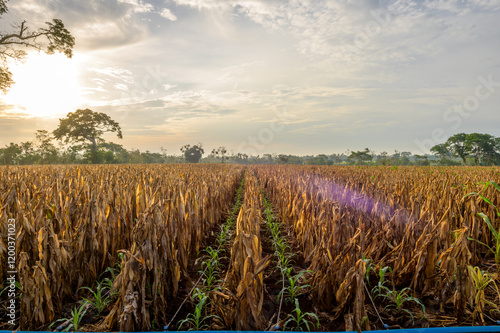 Billede på lærred Panoramic view of an agricultural field with many rows of dry corn plantations