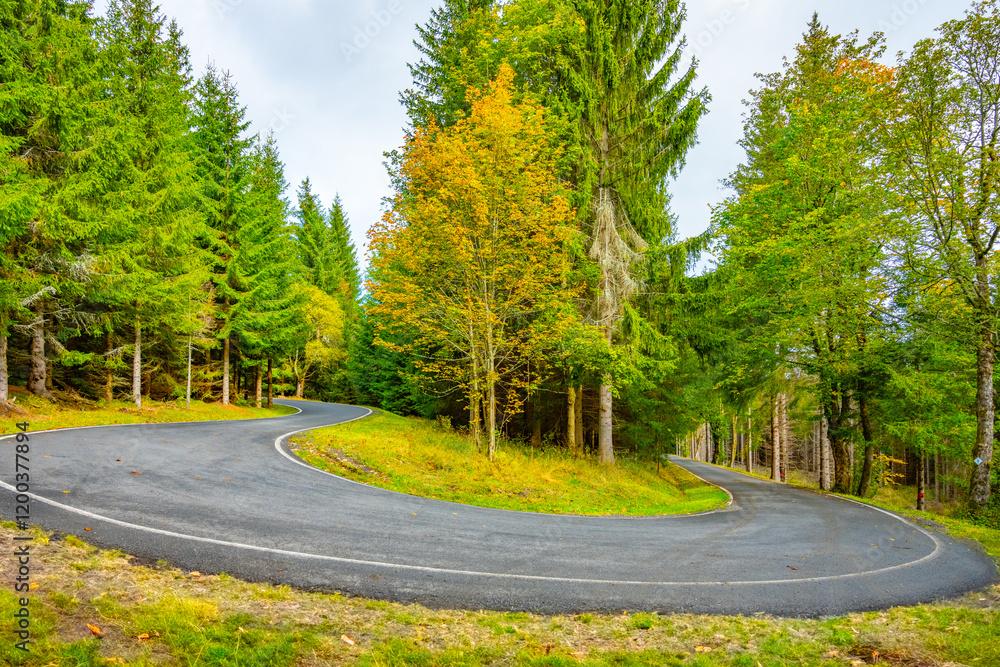 Obraz premium A picturesque road gently curves through vibrant green trees and colorful foliage, inviting travelers to explore the serene beauty of nature. The tranquil setting captures autumn's charm.