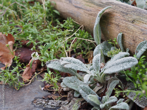 Close-up of downy woundwort (Stachys germanica L.) growing outside of a wooden flowerbed in Bonn, Germany in January photo