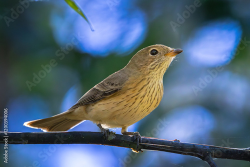 A female Rufous Whistler perched on a branch photo