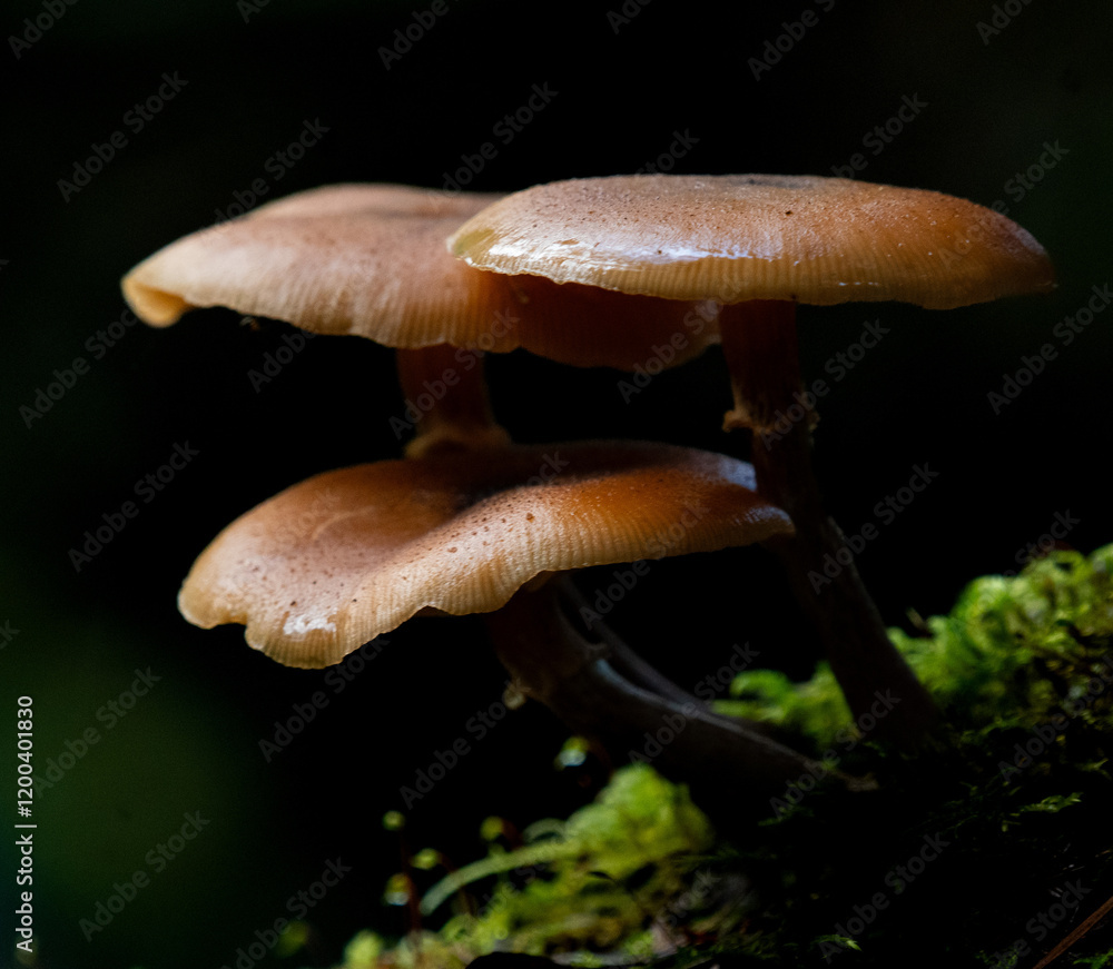 Fototapeta premium Mushroom on a log