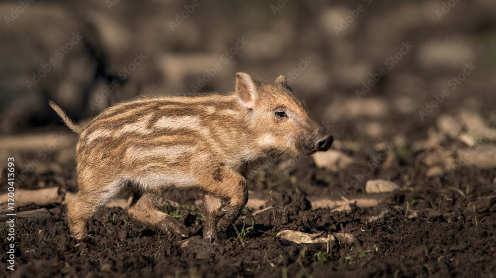 A Running Little Boarlet (Sus Scrofa) A Running Little Boarlet (Sus Scrofa)