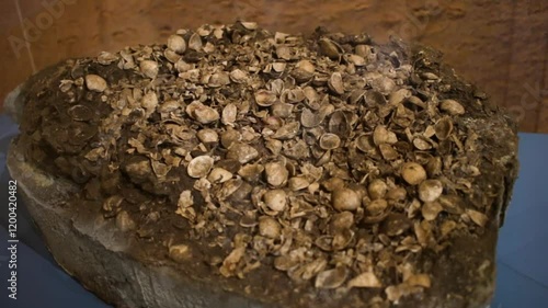 piece of a sambaqui in Rio de Janeiro.