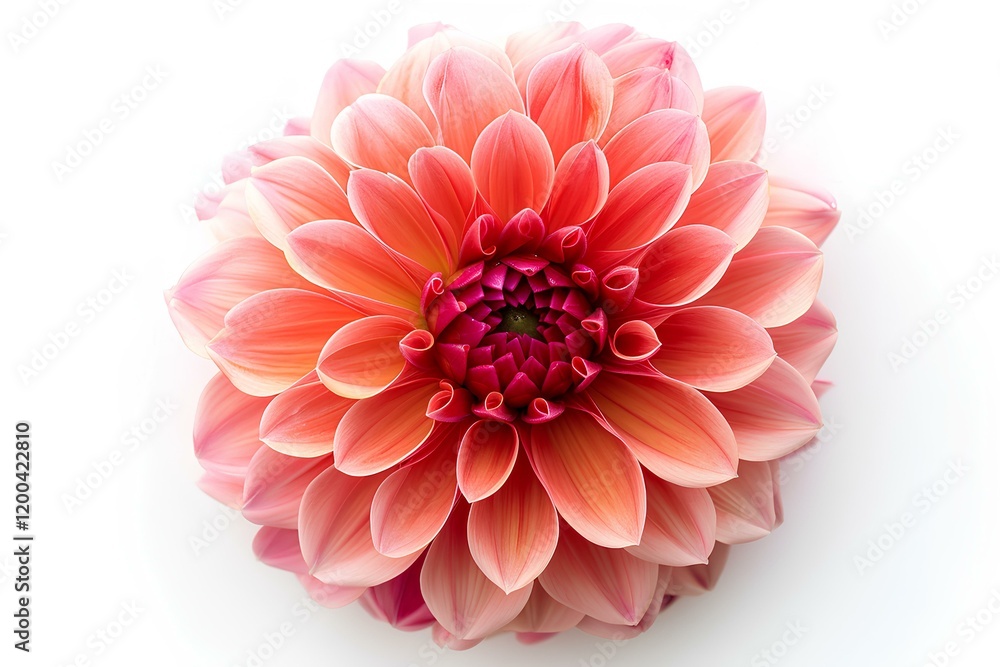 Fototapeta premium A close up of a pink flower on a white surface