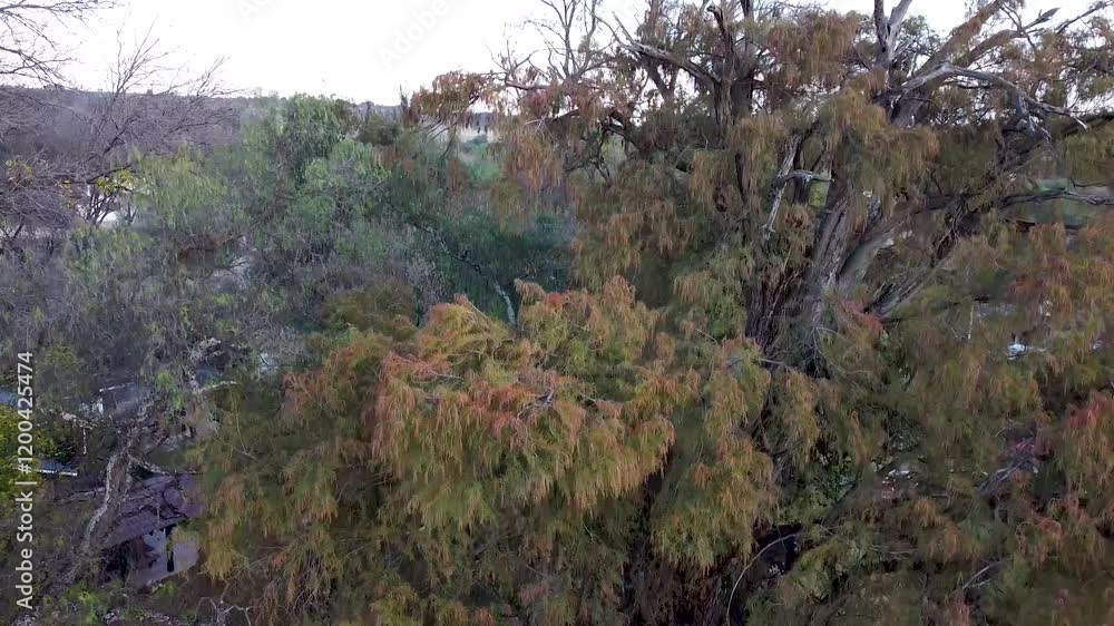 Toma aerea de un arbol ahuhuete o taxodium mucronatum Toma aerea de un arbol ahuhuete o taxodium mucronatum