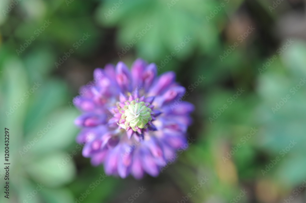 Purple pink flowers and plants in the garden Purple pink flowers and plants in the garden